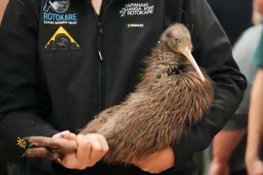 El regreso del kiwi a Wellington: cómo una ciudadanía movilizada recupera un símbolo nacional