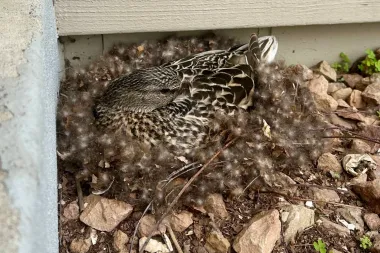 Vecinos alados y crías en el jardín: cómo convivir con la fauna que anida cerca de tu casa