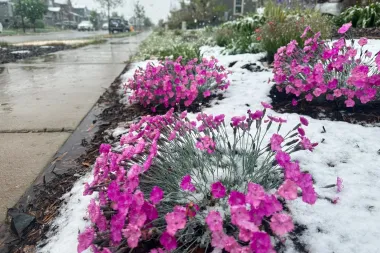 Nieve en mayo: cuando la primavera vuelve a vestirse de invierno en las Montañas Rocosas