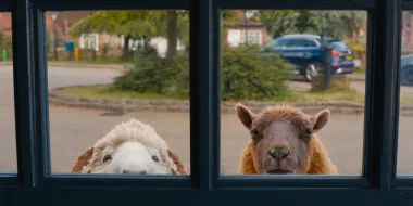Apostando alto con The Sheep Detectives: cómo una película de ovejas rompió las expectativas