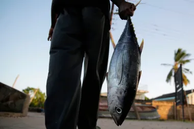El misterio tras las banderas: cómo la flota europea sigue pescando atún en el Océano Índico