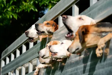 Los sabuesos y la tradición: cómo el desfile de foxhounds da alma al Iroquois Steeplechase