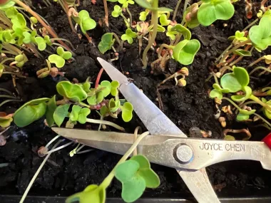 Microjardines: cómo cosechar abundancia en espacios diminutos