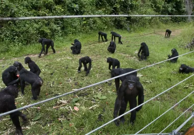 Lola ya Bonobo: refugio, desafío y esperanza para los últimos bonobos del Congo
