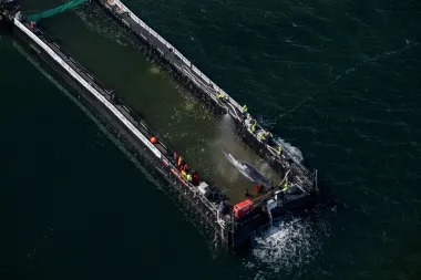 El enigma de la ballena jorobada: de héroe rescatado a cadáver en las costas danesas