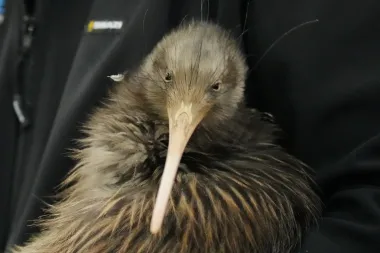 Los Flying Kiwis: la pequeña legión que lleva el orgullo de Nueva Zelanda por el mundo