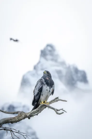 Ushuaia en la encrucijada: turismo, miedo y la sombra del hantavirus
