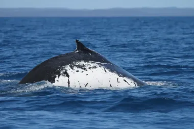 Odiseas oceánicas: las ballenas jorobadas que conectaron Australia y Brasil
