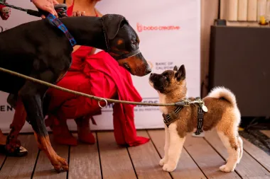 Aplausos y ladridos en Cannes: 'La Perra' y la celebración de las estrellas caninas