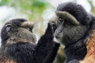 ADN ambiental en Ruanda: la revolución silenciosa para proteger gorilas y biodiversidad