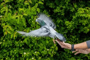 El enigma magnético de las palomas: ¿cómo un órgano inesperado guía su regreso a casa?