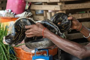 Viandas de la selva y virus: por qué el consumo de carne silvestre en el Congo sigue alimentando riesgos de brotes de ébola