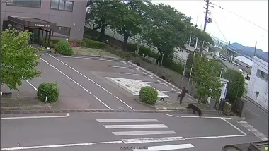 Cuando los osos entran en la ciudad: la crisis de ataques de osos en Japón y sus implicaciones