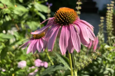Flores que resisten el calor: cómo diseñar un jardín que florezca bajo el sol de verano
