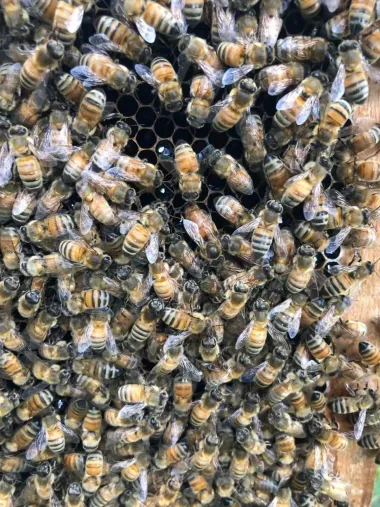 Las arquitectas del enjambre: las abejas obreras que construyen la casa de la reina